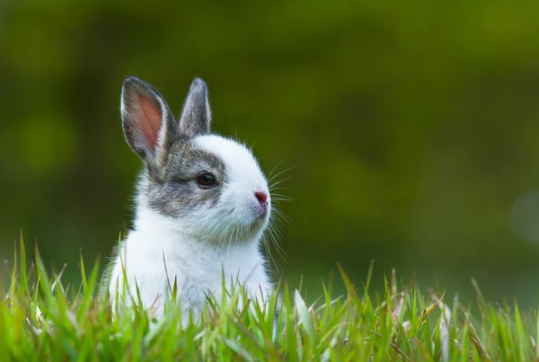 A grey and white rabbit sitting in the green grass